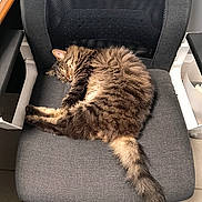 Mistigri participe au concours pour gagner de l'argent avec cette photo : cat, chair, comfort, cozy, feline, fur, gray, home, indoor, mesh_back, office_chair, paw, pet, quiet, relaxation, resting, sleeping, tabby, tail, tile_floor