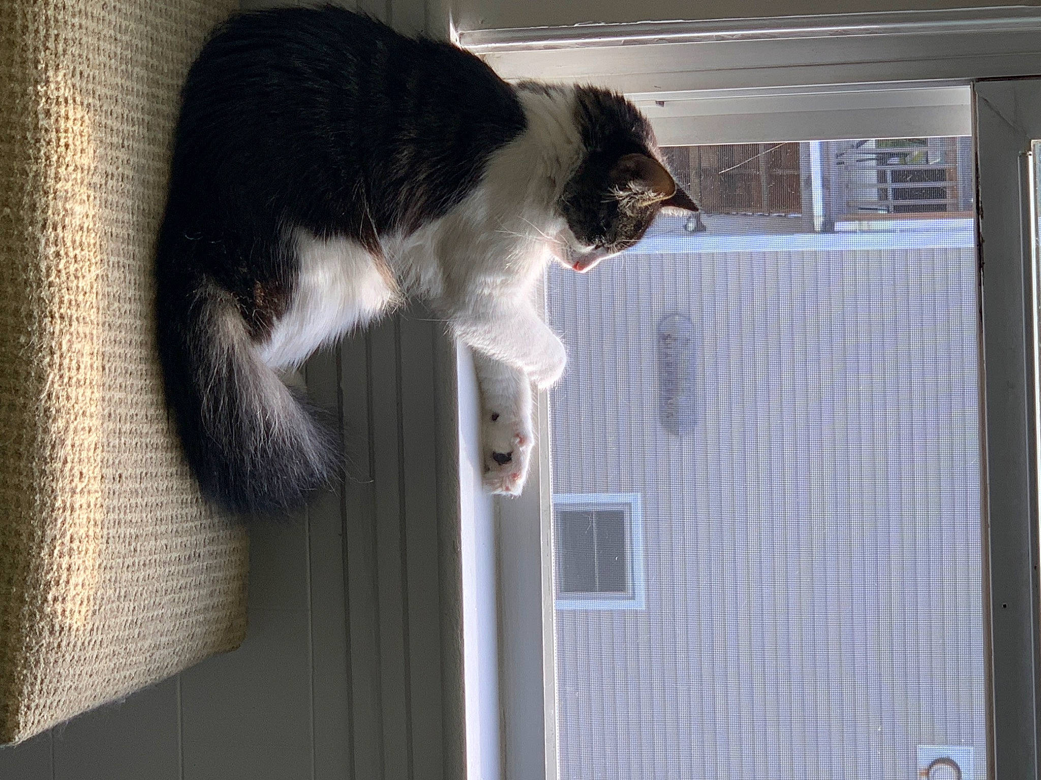 Boomf joined the competition — help win amazing prizes! building, carnivore, cat, cat_supply, comfort, domestic_short_haired_cat, felidae, fur, paw, pet_supply, sash_window, small_to_medium_sized_cats, snout, tail, whiskers, window, window_covering, window_treatment