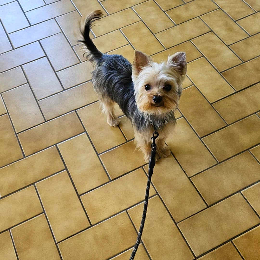 Lucky participe au concours pour gagner de l'argent avec cette photo : accessories, affenpinscher, animal, canine, dog, flagstone, indoors, leash, path, pet, poodle, puppy, rope, sidewalk, slate, strap, terrier, tile, walkway, whitedog