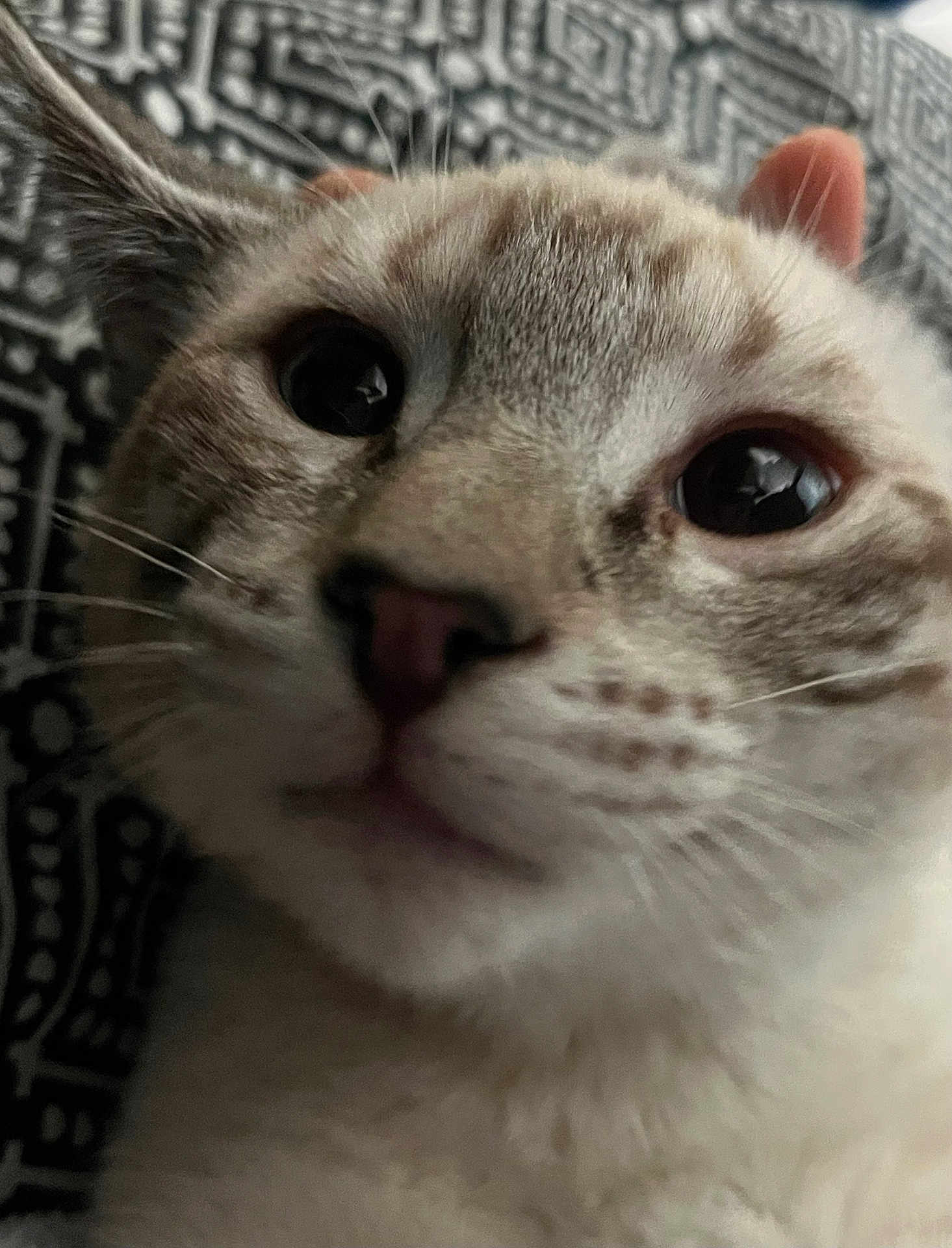 Marshmallow