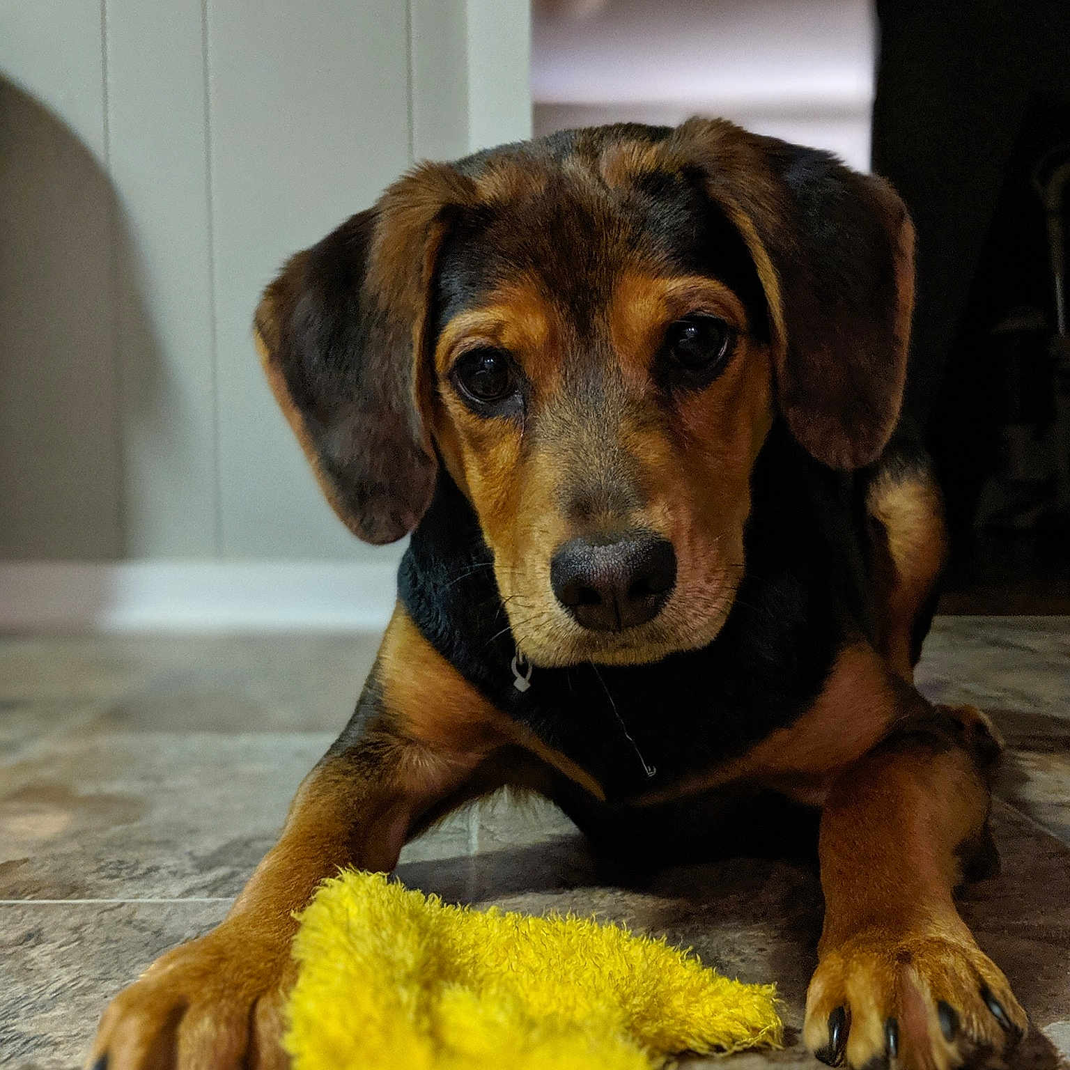 Dizzy joined the competition — help win amazing prizes! canidae, carnivore, companion_dog, dachshund, dog, dog_breed, fawn, fur, mammal, paw, polish_hound, puppy, rare_breed_dog, snout, tyrolean_hound, vertebrate, whiskers