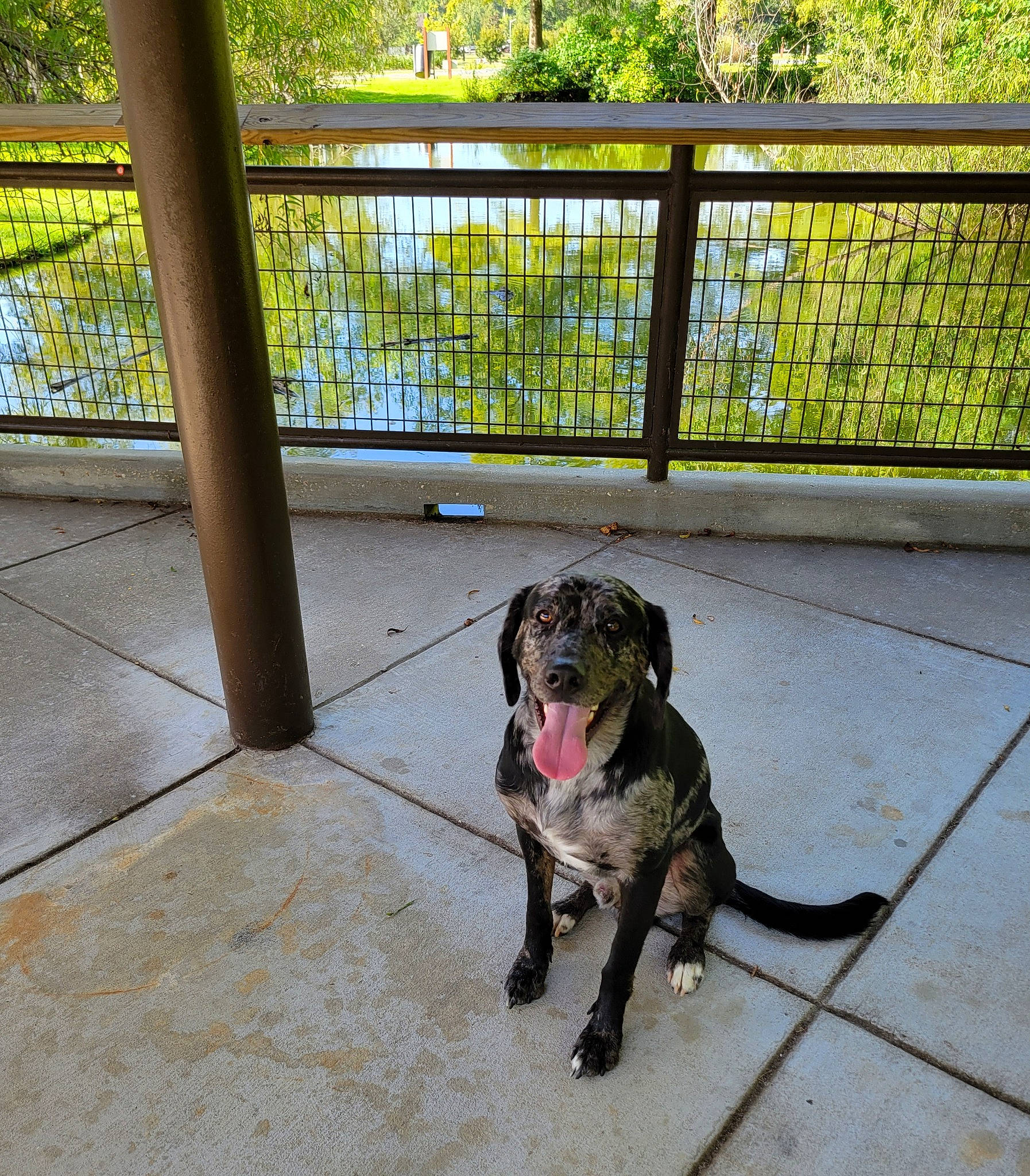 Runner is registered to the contest to win money with this photo: animal_shelter, carnivore, collar, companion_dog, dog, dog_breed, dog_collar, dog_supply, fawn, fence, guard_dog, leash, mammal, mesh, pet_supply, plant, tail, tree, vertebrate, working_animal