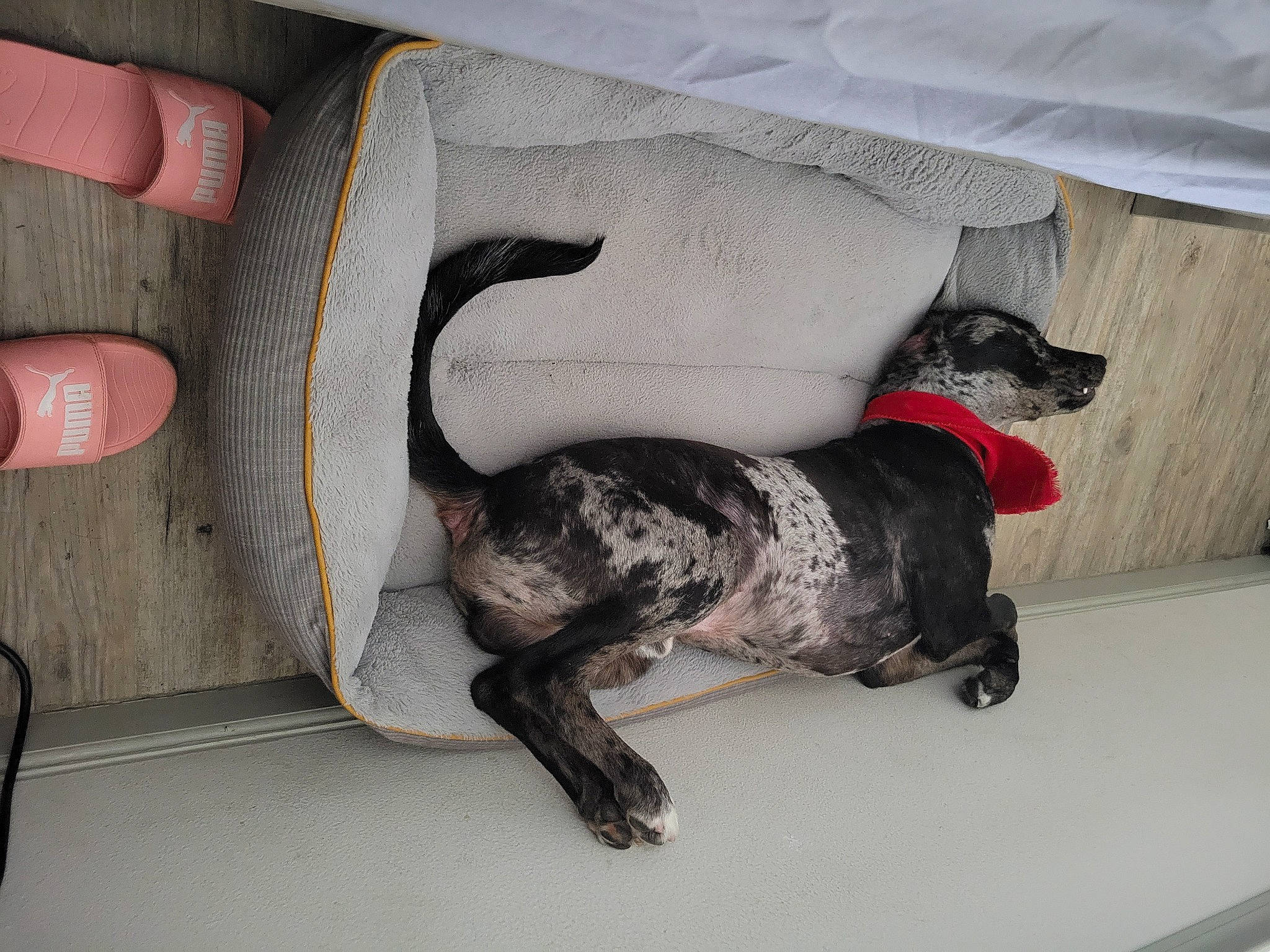 Runner is registered to the contest to win money with this photo: auto_part, car_seat, carnivore, collar, comfort, companion_dog, couch, dog, dog_breed, dog_supply, fawn, fur, grey, leash, linens, pet_supply, room, tail, vertebrate, working_animal