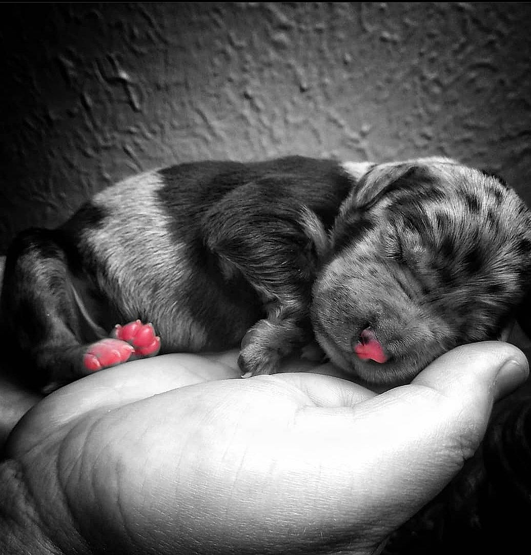 Runner joined the competition — help win amazing prizes! carnivore, claw, comfort, companion_dog, darkness, dog, dog_breed, foot, fur, gesture, grey, hand, monochrome, monochrome_photography, paw, snout, sporting_group, terrestrial_animal, whiskers, working_animal
