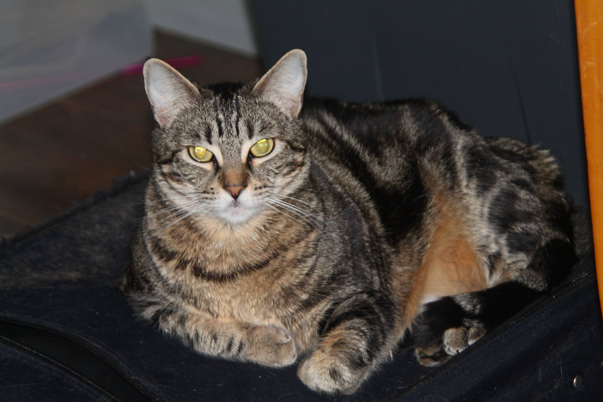 Laci is registered to the contest to win money with this photo: carnivore, cat, domestic_short_haired_cat, felidae, fur, paw, sitting, small_to_medium_sized_cats, snout, tail, terrestrial_animal, whiskers, wildlife