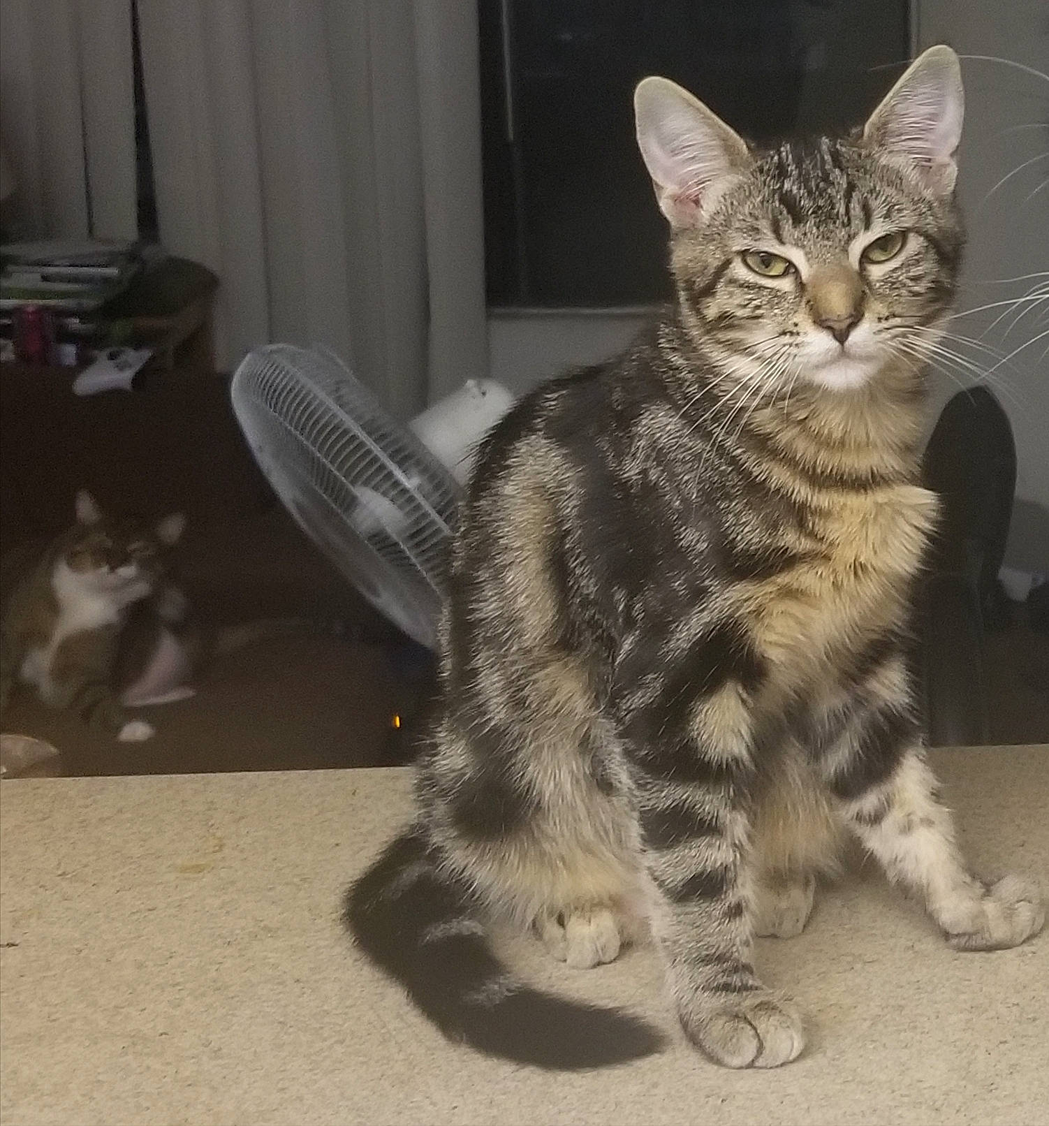 Laci is registered to the contest to win money with this photo: carnivore, cat, claw, domestic_short_haired_cat, felidae, flooring, foot, fur, paw, sitting, small_to_medium_sized_cats, tail, terrestrial_animal, whiskers