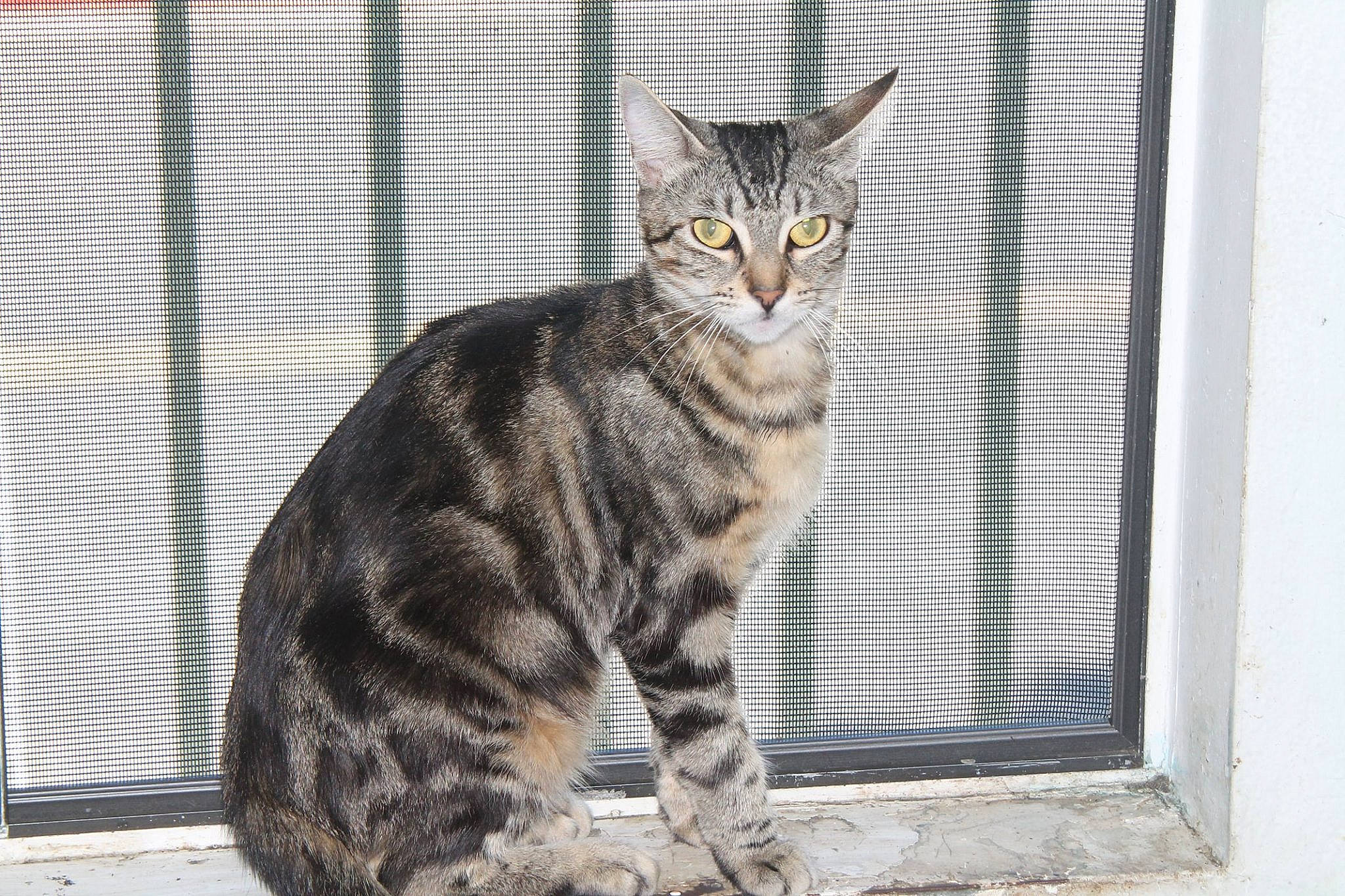 Laci joined the competition — help win amazing prizes! art, carnivore, cat, claw, domestic_short_haired_cat, felidae, fur, mesh, paw, sitting, small_to_medium_sized_cats, snout, tail, terrestrial_animal, whiskers, wildlife, window