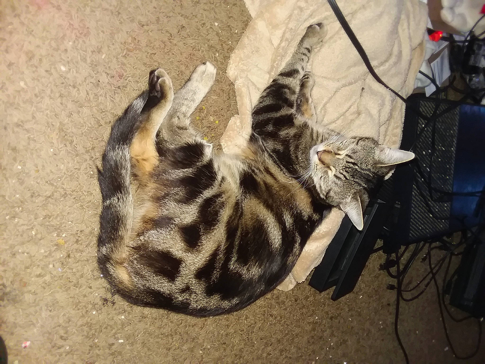 Laci is registered to the contest to win money with this photo: bag, carnivore, cat, claw, comfort, domestic_short_haired_cat, felidae, foot, fur, human_leg, military_camouflage, paw, shadow, small_to_medium_sized_cats, soil, tail, terrestrial_animal, tree, whiskers, wood