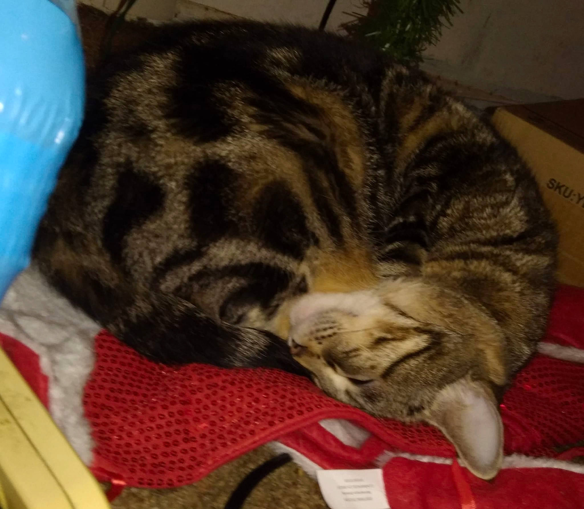 Laci is registered to the contest to win money with this photo: blanket, canidae, carnivore, cat, claw, comfort, domestic_short_haired_cat, felidae, fur, nap, paw, sleep, small_to_medium_sized_cats, snout, tail, whiskers