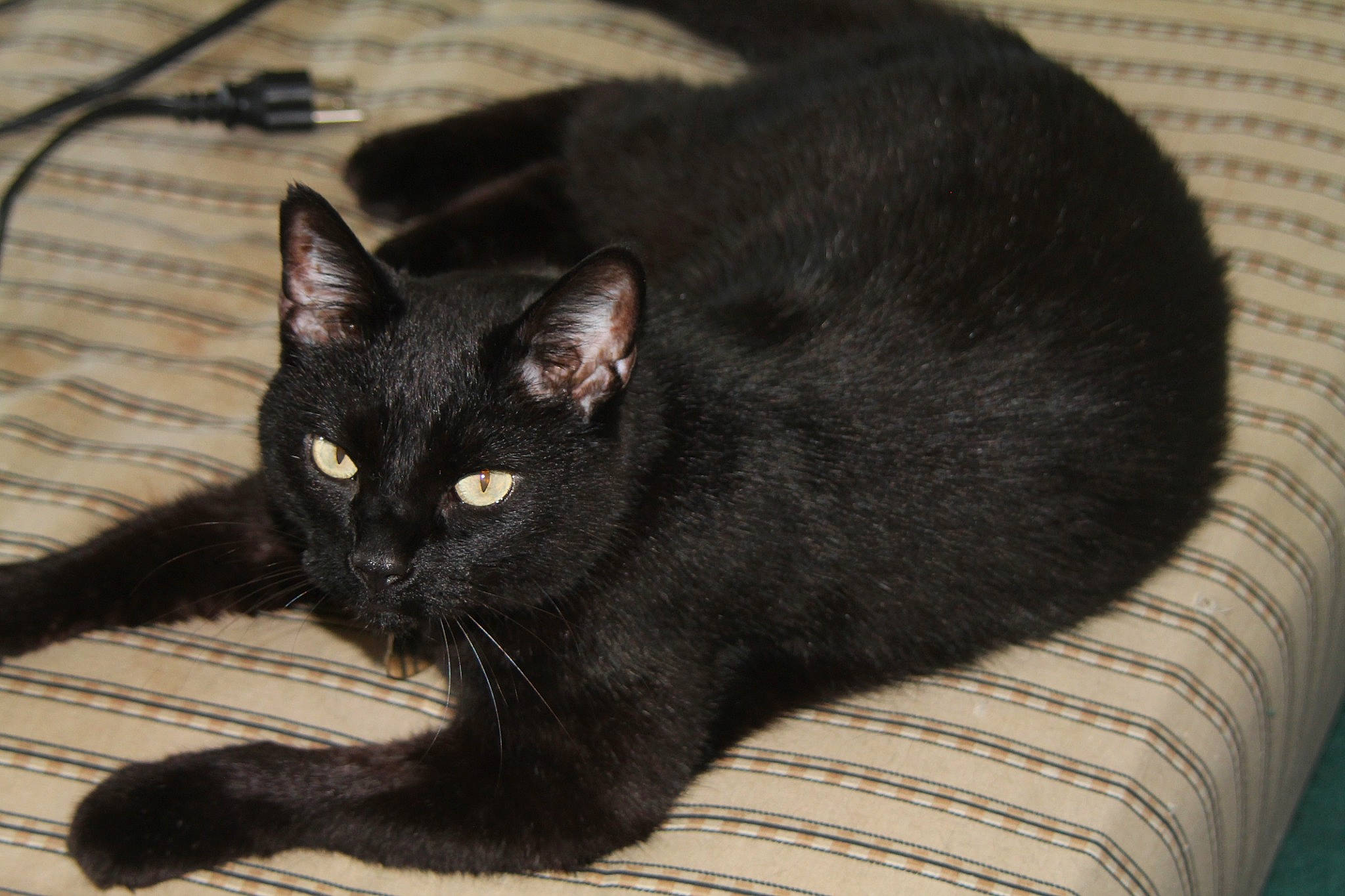 Onyx joined the competition — help win amazing prizes! black_cat, bombay, carnivore, cat, comfort, domestic_short_haired_cat, eye, felidae, fur, havana_brown, small_to_medium_sized_cats, snout, tail, terrestrial_animal, whiskers