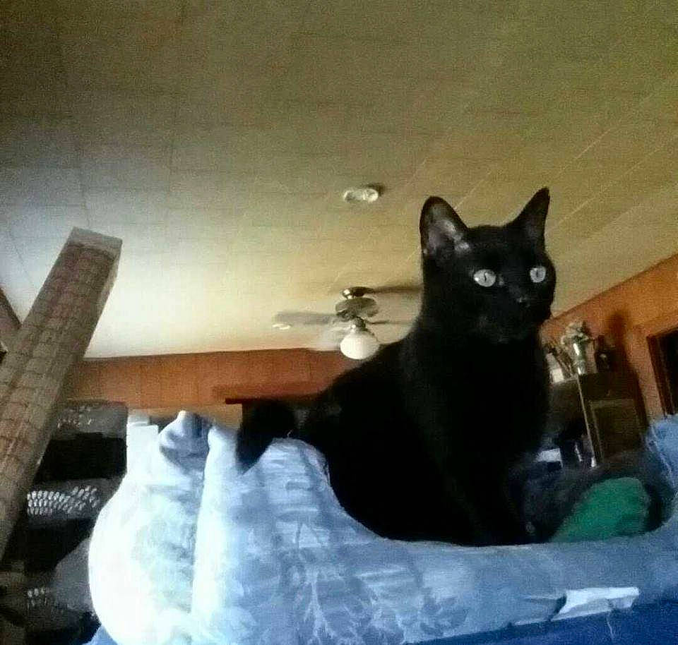 Onyx joined the competition — help win amazing prizes! black_cat, bombay, carnivore, cat, cat_supply, chair, comfort, domestic_short_haired_cat, felidae, fur, hardwood, paw, sitting, small_to_medium_sized_cats, snout, square, tail, whiskers, window, wood