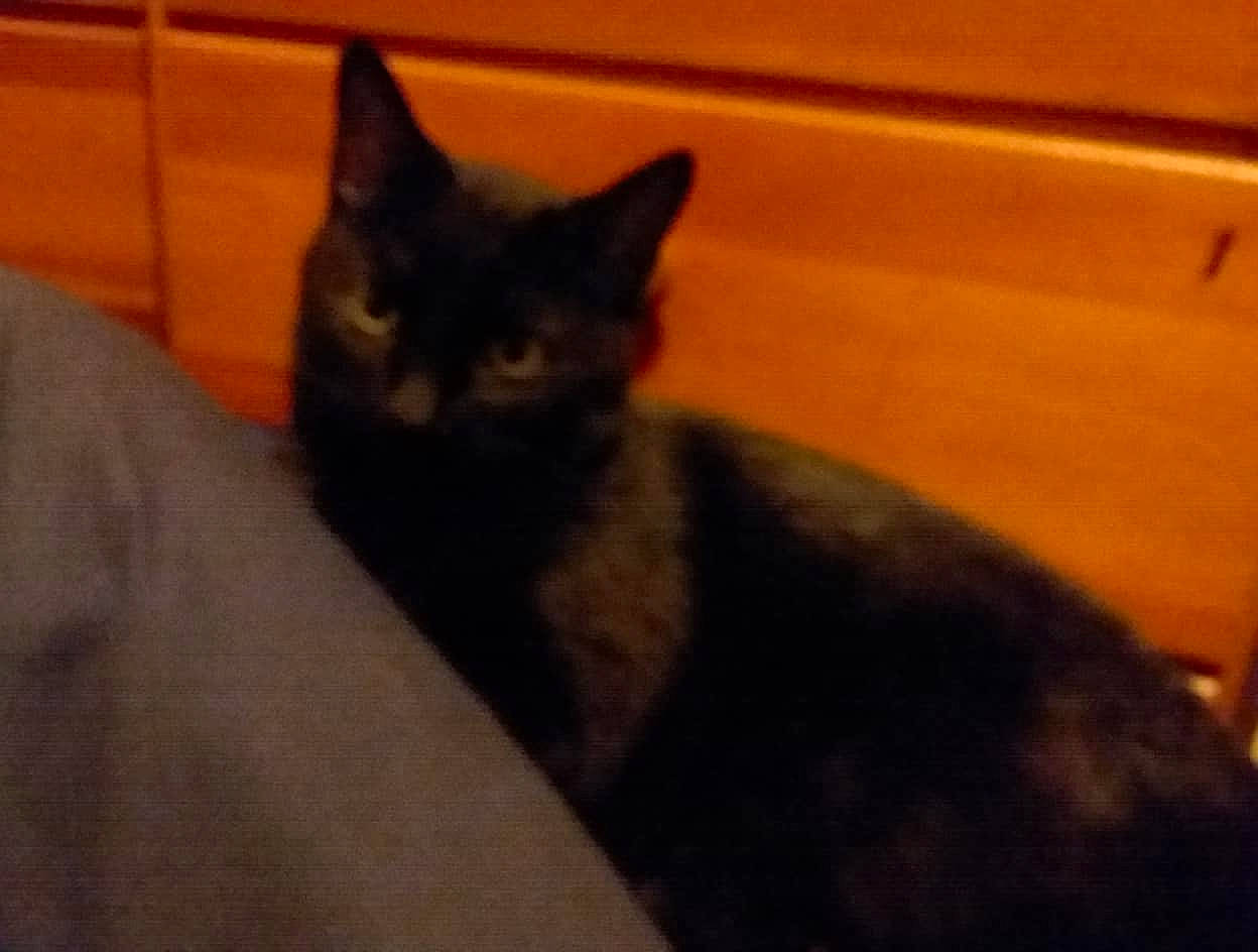 Onyx is registered to the contest to win money with this photo: black_cat, bombay, carnivore, cat, claw, comfort, domestic_short_haired_cat, felidae, fur, hardwood, paw, small_to_medium_sized_cats, snout, tail, terrestrial_animal, whiskers, wood