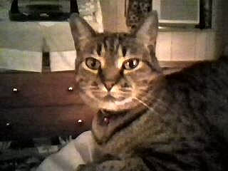 Tigger Mari joined the competition — help win amazing prizes! carnivore, cat, domestic_short_haired_cat, felidae, fur, small_to_medium_sized_cats, snout, terrestrial_animal, whiskers, wildlife