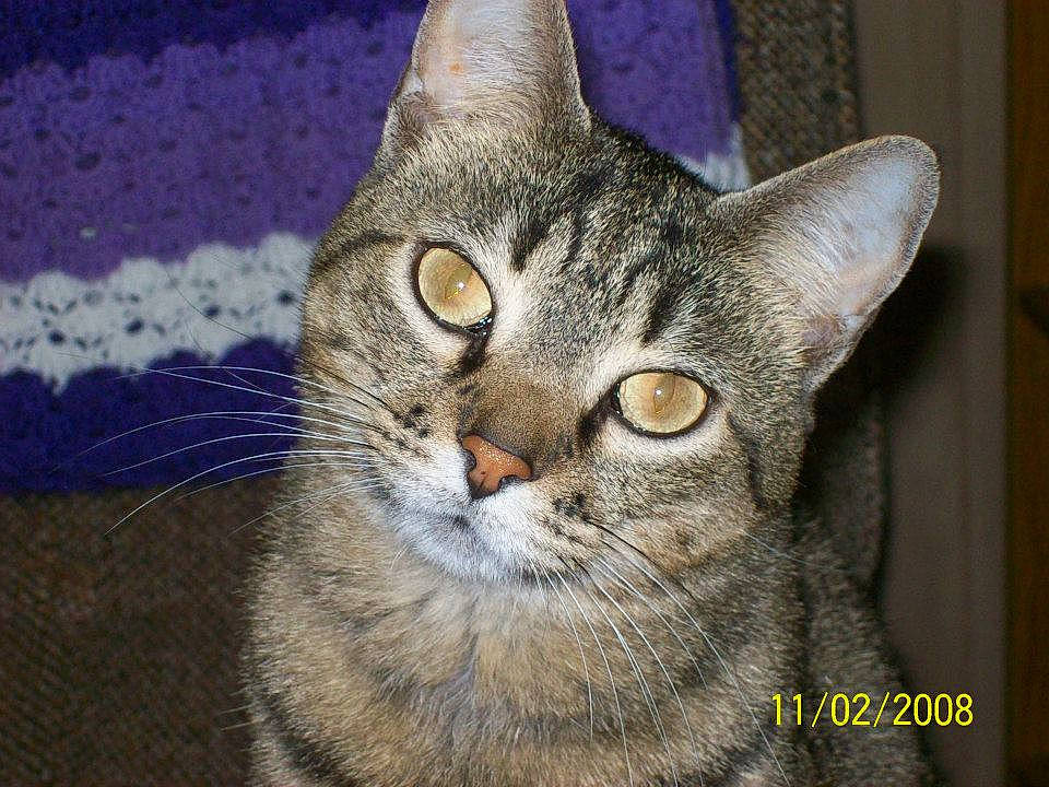 Tigger Mari joined the competition — help win amazing prizes! carnivore, cat, domestic_short_haired_cat, ear, felidae, fur, paw, small_to_medium_sized_cats, snout, terrestrial_animal, whiskers, wildlife, window