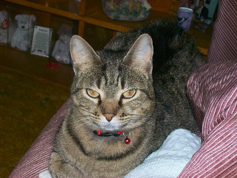 Tigger Mari is registered to the contest to win money with this photo: carnivore, cat, comfort, domestic_short_haired_cat, felidae, fur, grey, small_to_medium_sized_cats, snout, terrestrial_animal, whiskers