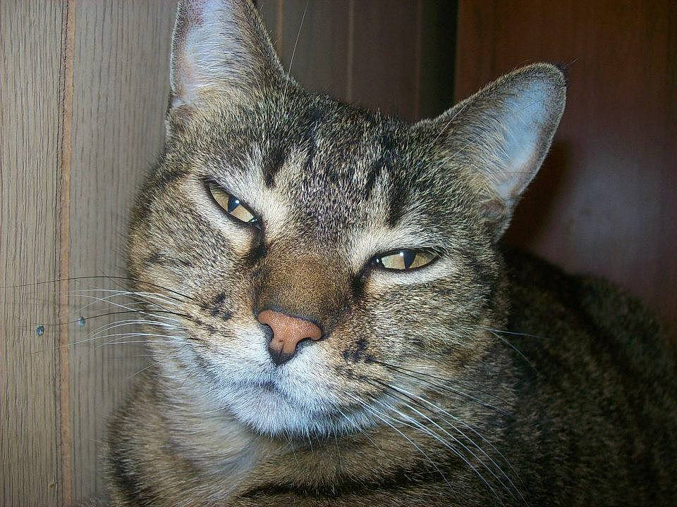 Tigger Mari is registered to the contest to win money with this photo: art, carnivore, cat, domestic_short_haired_cat, felidae, fur, grey, small_to_medium_sized_cats, snout, terrestrial_animal, whiskers, wildlife, window, wood