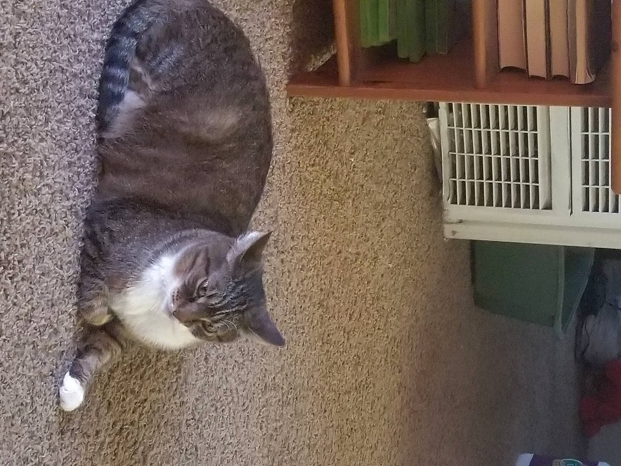 Sofia joined the competition — help win amazing prizes! canidae, carnivore, cat, dog_breed, domestic_short_haired_cat, felidae, floor, flooring, fur, grey, hardwood, mammal, pet_supply, shelving, small_to_medium_sized_cats, sporting_group, tail, vertebrate, whiskers, wood