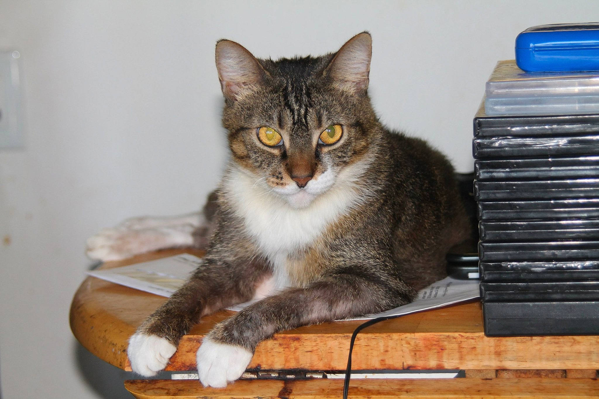 Sofia joined the competition — help win amazing prizes! box, carnivore, cat, cat_supply, comfort, domestic_short_haired_cat, felidae, fur, hardwood, office_supplies, paw, pet_supply, sitting, small_to_medium_sized_cats, tail, terrestrial_animal, whiskers, wood