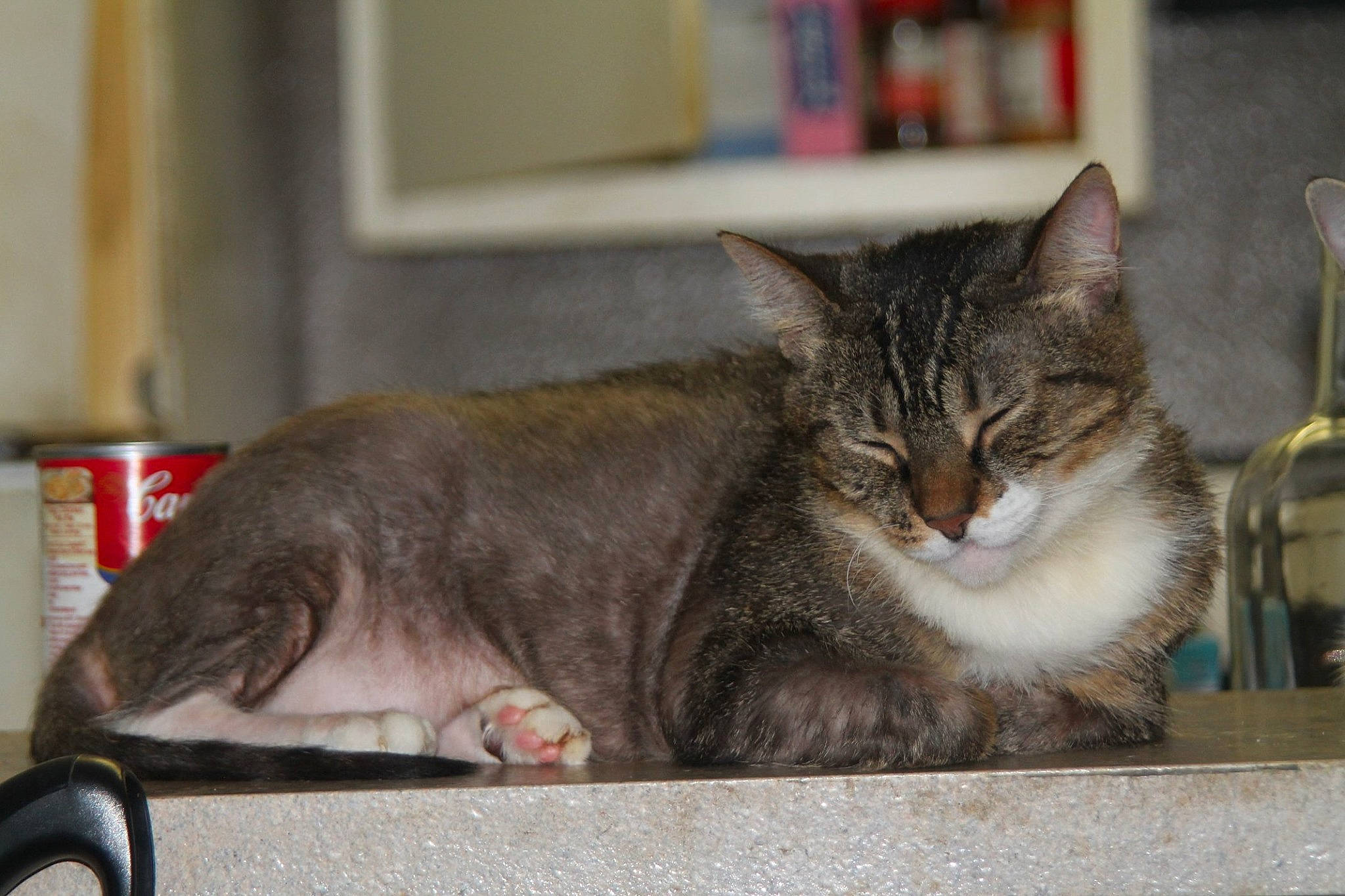 Sofia joined the competition — help win amazing prizes! carnivore, cat, cat_supply, domestic_short_haired_cat, felidae, fur, paw, small_to_medium_sized_cats, snout, whiskers, window