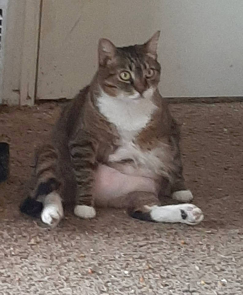 Sofia is registered to the contest to win money with this photo: carnivore, cat, domestic_short_haired_cat, eye, felidae, foot, fur, grey, head, monochrome, monochrome_photography, paw, road_surface, sitting, small_to_medium_sized_cats, snout, tail, terrestrial_animal, whiskers, window