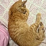 cat, ginger_cat, sleeping, curled_up, fluffy, fur, pet, animal, bed, bedspread, floral_pattern, indoors, nap, relaxed, resting, paws, tail, whiskers, cozy, portrait