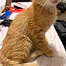 Nala joined the competition — help win amazing prizes! cat, kitten, ginger_cat, orange_fur, fluffy, animal, pet, sitting, indoors, bed, bedspread, whiskers, green_eyes, pink_nose, tail, paws, portrait, bedroom, remote_control, cozy