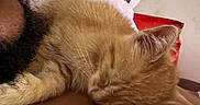 Nala is registered to the contest to win money with this photo: cat, orange_cat, sleeping, sleepy, curled_up, furry, whiskers, closed_eyes, pet, animal, close_up, portrait, indoors, brown_surface, white_paper, hat, red_background, relaxed, cozy, cute