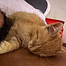 cat, orange_cat, sleeping, sleepy, curled_up, furry, whiskers, closed_eyes, pet, animal, close_up, portrait, indoors, brown_surface, white_paper, hat, red_background, relaxed, cozy, cute