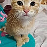Nala is registered to the contest to win money with this photo: kitten, cat, orange_cat, tabby, pet, animal, portrait, close_up, face, whiskers, ears, eyes, pink_nose, sitting, indoors, blanket, bed, turquoise_clothing, human, cute