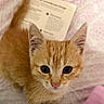 cat, kitten, orange_tabby, fluffy, fur, whiskers, ears, eyes, nose, animal, pet, portrait, close_up, indoor, bed, blanket, pink, book, cozy, cute