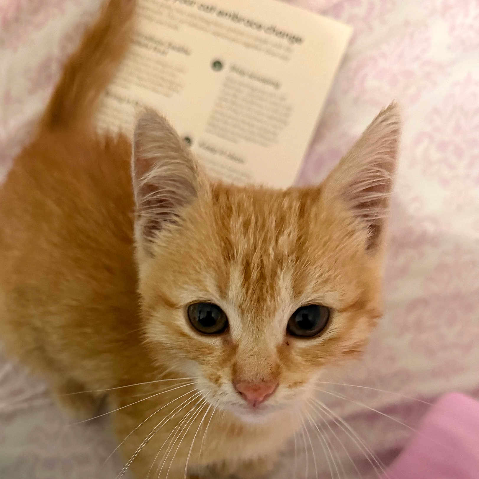 Nala