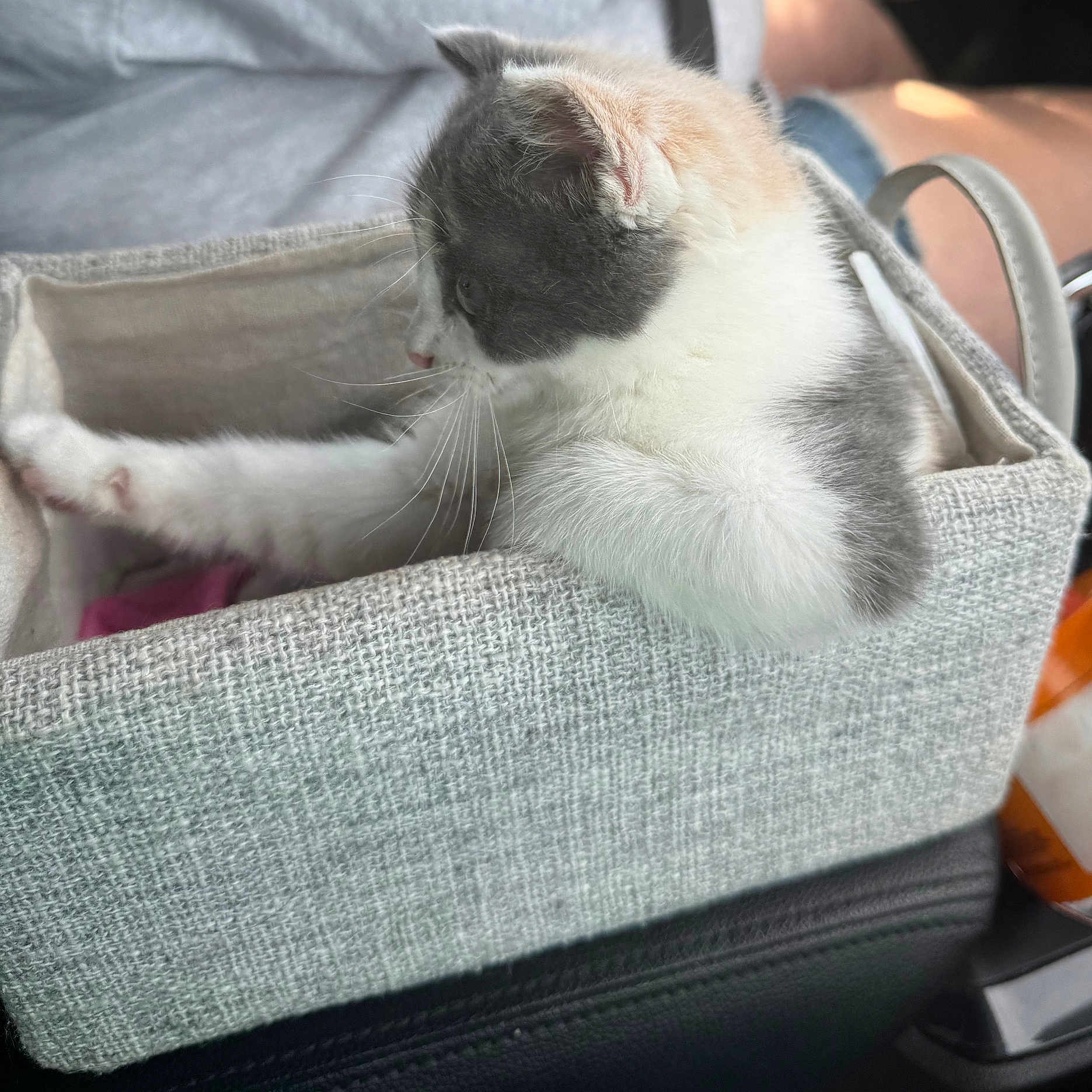 Maggie is registered to the contest to win money with this photo: animal, basket, cat, closeup, cozy, curious, cute, domestic, fabric, feline, gray, indoor, kitten, paw, pet, relaxed, soft_light, stretching, whiskers, white