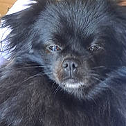 Mimi participe au concours pour gagner de l'argent avec cette photo : dog, black_fur, fluffy, pet, indoor, close_up, face, animal, canine, fur, eyes, nose, whiskers, portrait, domestic, cute, mammal, companion, expression, furniture
