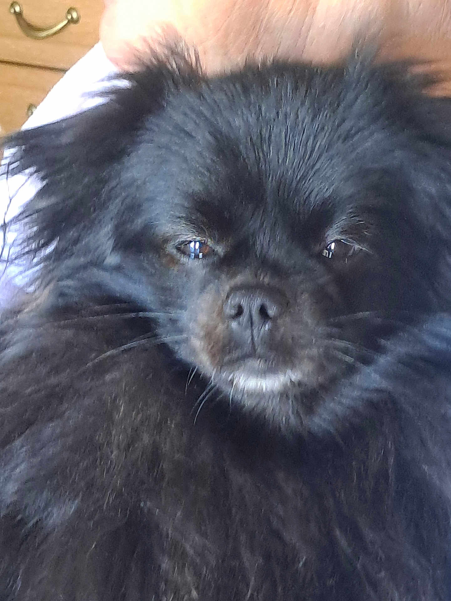 Mimi participe au concours pour gagner de l'argent avec cette photo : dog, black_fur, fluffy, pet, indoor, close_up, face, animal, canine, fur, eyes, nose, whiskers, portrait, domestic, cute, mammal, companion, expression, furniture