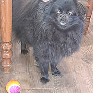 Petite Souris participe au concours pour gagner de l'argent avec cette photo : animal, ball, black_dog, chair, cute, dog, domestic_animal, eyes, floor, fur, home, indoor, legs, looking, pet, playful, standing, toy, wooden_chair, wooden_floor