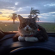 Chipie a rejoint le concours — aidez-le/la à gagner de superbes lots ! animal, car_interior, cat, cloud, dashboard, feline, fur, nature, outdoor, palm_tree, pet, relaxing, scenic, silhouette, sky, sunset, transport, vehicle, whiskers, window