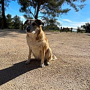 Stella participe au concours pour gagner de l'argent avec cette photo : dog, pet, mixed_breed, sitting, shadow, gravel, park, trees, sky, sunlight, outdoors, bokeh, portrait, fur, paws, calm, nature, daytime, head, ground