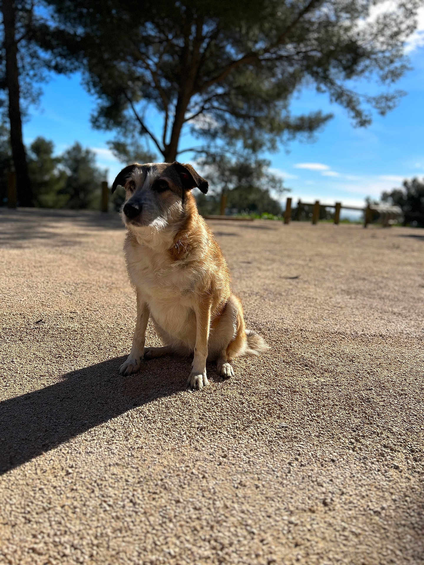 Stella participe au concours pour gagner de l'argent avec cette photo : dog, pet, mixed_breed, sitting, shadow, gravel, park, trees, sky, sunlight, outdoors, bokeh, portrait, fur, paws, calm, nature, daytime, head, ground