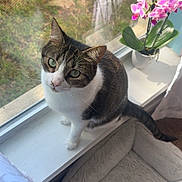 Pasta joined the competition — help win amazing prizes! cat, windowsill, indoor, pet_bed, toy_mouse, orchid, flower, green_eyes, curious, white_and_brown_cat, plant_pot, natural_light, window_screen, cozy, domestic, feline, looking_up, home, soft_texture, quiet