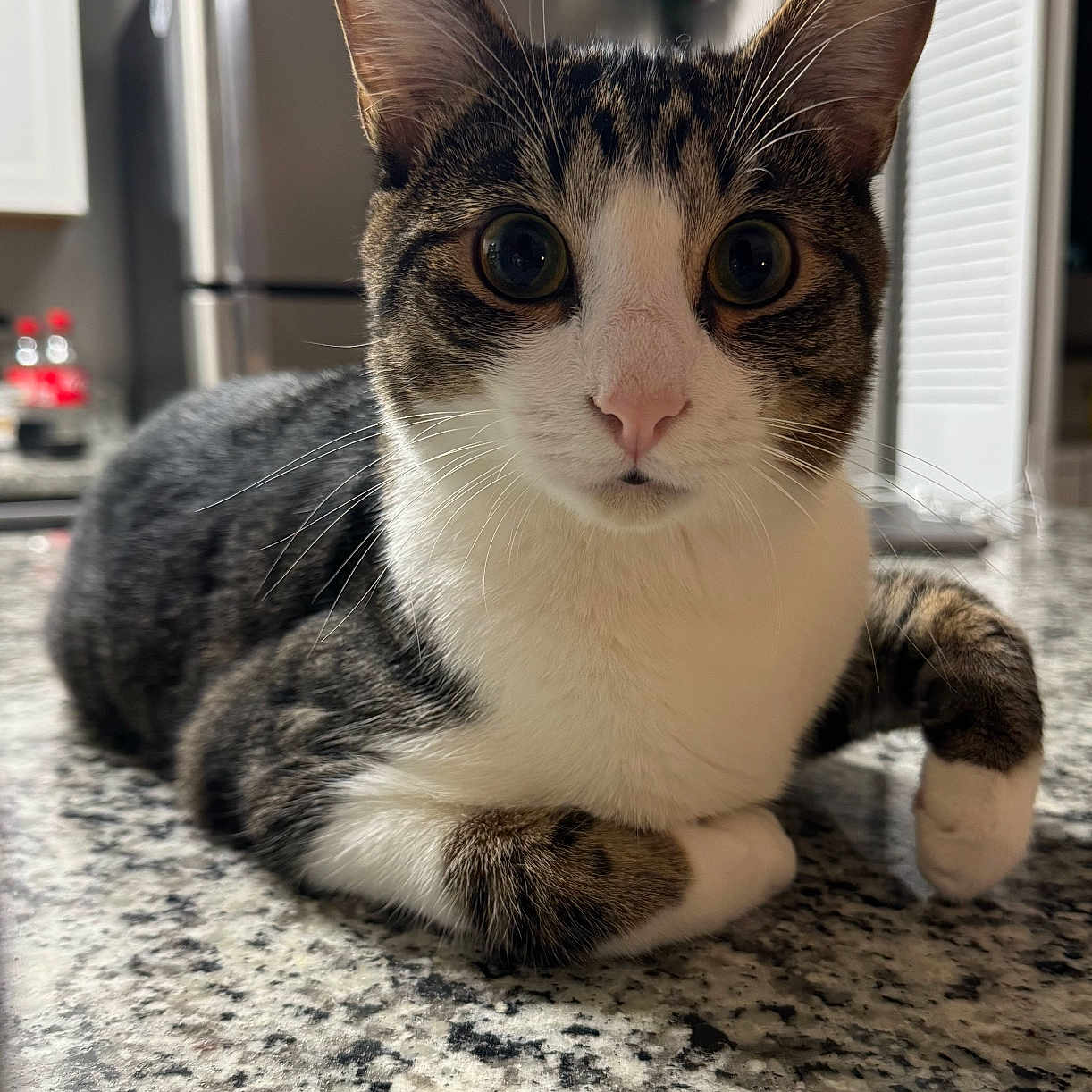 Astro joined the competition — help win amazing prizes! cat, tabby_cat, white_cat, pet, animal, feline, whiskers, green_eyes, wide_eyed, ears, paws, fur, portrait, close_up, indoors, kitchen, countertop, granite, refrigerator, resting