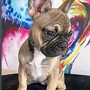 Ruby participe au concours pour gagner de l'argent avec cette photo : abstract_art, animal, black_surface, colorful_background, companion, cute, dog, ears, expression, french_bulldog, fur, indoors, leash, looking_down, pet, portrait, puppy, sitting, wrinkles, young
