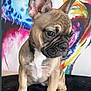 abstract_art, animal, black_surface, colorful_background, companion, cute, dog, ears, expression, french_bulldog, fur, indoors, leash, looking_down, pet, portrait, puppy, sitting, wrinkles, young