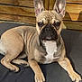 Ruby a rejoint le concours — aidez-le/la à gagner de superbes lots ! alert, animal, canine, companion, cushion, cute, dog, domestic, ears, face, french_bulldog, fur, lying_down, outdoor, paw, pet, portrait, resting, sunlight, wooden_background