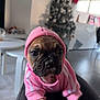 Ruby a rejoint le concours — aidez-le/la à gagner de superbes lots ! animal, christmas_tree, cozy, cute, dog, floor, furniture, holiday_decor, hoodie, indoors, living_room, looking_at_camera, pet, pink_clothing, portrait, puppy, sitting, table, window, young_dog