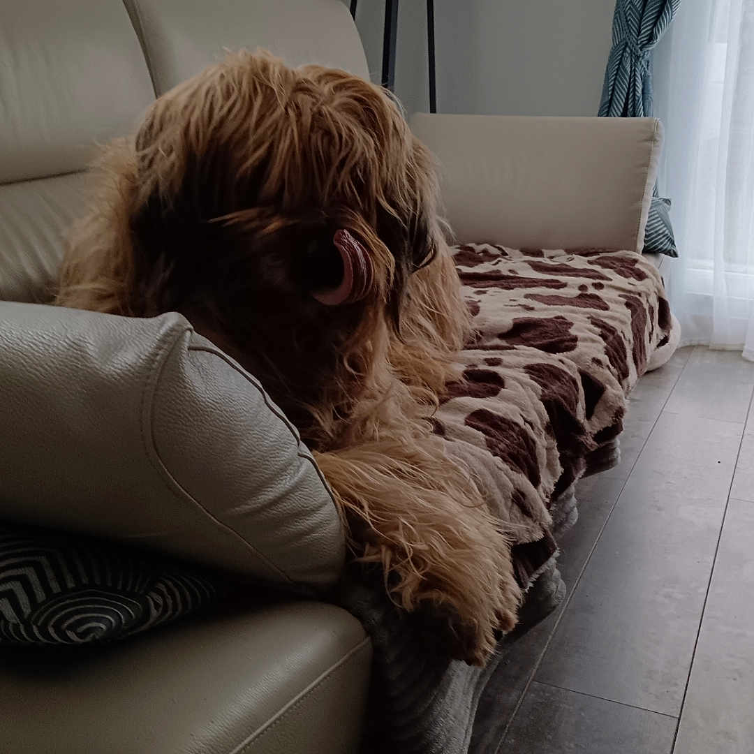 Milka Simeon participe au concours pour gagner de l'argent avec cette photo : animal, architecture, building, canine, chair, couch, cushion, dog, furniture, hardwood, homedecor, indoors, interiordesign, lamp, livingroom, pet, puppy, room, terrier, wood