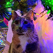 Celeste joined the competition — help win amazing prizes! animal, cat, christmas_tree, closeup, colorful_lighting, curious, cute, decorations, domestic, feline, festive, fur, holiday_lights, indoor, ornament, pet, shadow, tree_branch, wall, whiskers
