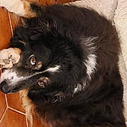 Gisèle Didier participe au concours pour gagner de l'argent avec cette photo : animal, black_and_white, brown_eyes, canine, companion, cozy, curled_up, cute, dog, floor, fluffy, fur, home, indoors, looking_up, paw, pet, relaxed, resting, tile_floor