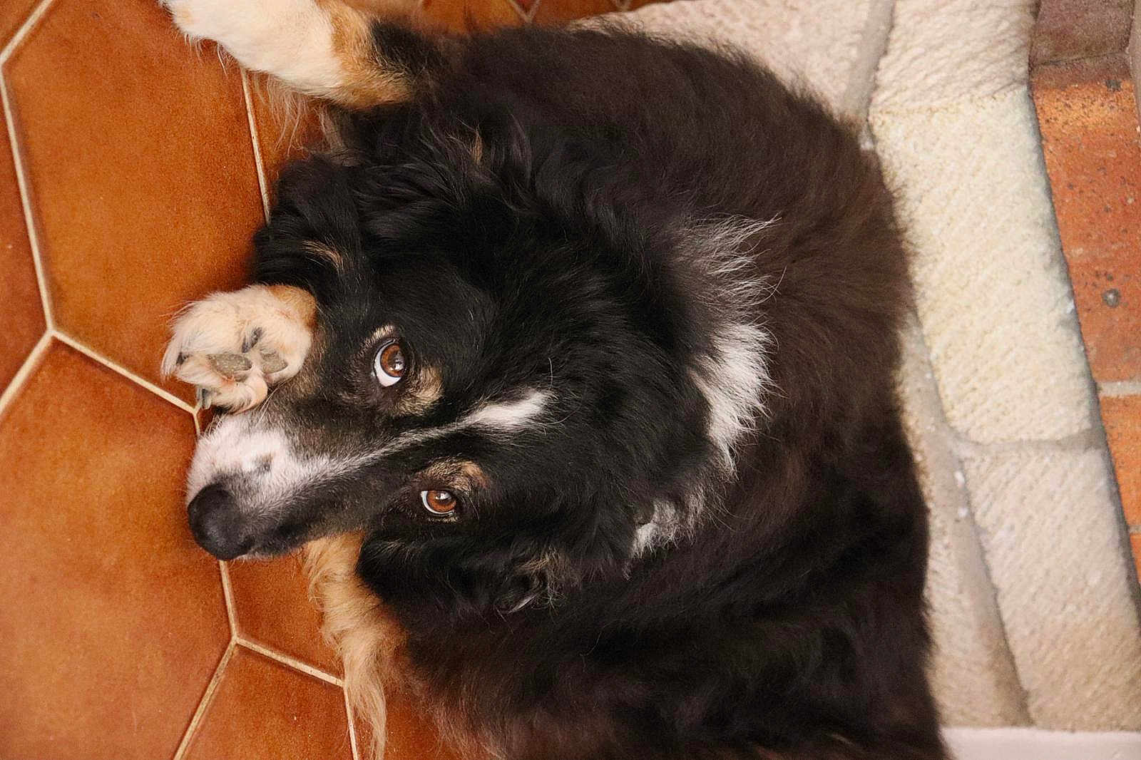 Jade On participe au concours pour gagner de l'argent avec cette photo : animal, black_and_white, brown_eyes, close_up, companion, cozy, curled_up, cute, dog, eye, fluffy, fur, indoor, looking_up, mammal, paw, pet, relaxed, resting, tile_floor