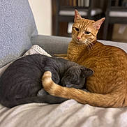 Simba Et Loki participe au concours pour gagner de l'argent avec cette photo : animal, cat, companion, couch, cozy, cute, domestic, fur, furniture, gray_cat, indoor, orange_cat, pet, quiet, relaxing, resting, sleeping, snuggling, soft, tail
