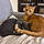 Simba Et Loki